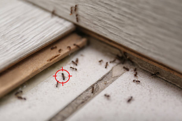 Best Wasp Removal Services  in Medicine Lodge, KS