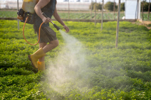 Best Local Pest Control Services  in Medicine Lodge, KS
