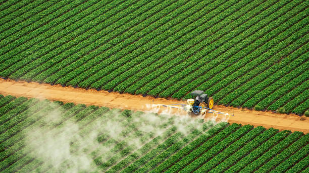 Best Ant Control Services  in Medicine Lodge, KS