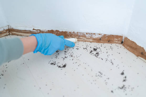 Best Emergency Pest Control  in Medicine Lodge, KS